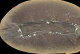 Fossil Horsetail (Calamites) In Ironstone, Pos/Neg - Illinois #120995-2